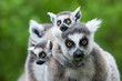 Foto: ring-tailed lemur with her cute babies ring-tailed lemur with her cute babies