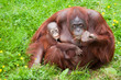 orangutan with her cute baby