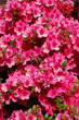primo piano azalea