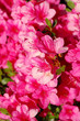 primo piano azalea