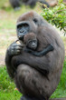 Foto: gorilla and her baby gorilla and her baby