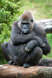Foto: female silverback gorilla female silverback gorilla