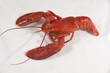 Photo: lobster lobster