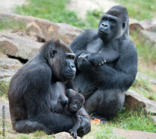 Photo: gorilla and her baby gorilla and her baby
