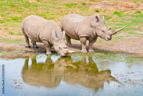 Photo: Two Rhinozeros Drinking At Lake Two Rhinozeros Drinking At Lake