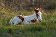 filly-4199