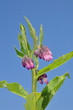 Beinwell (Symphytum officinale)