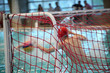 Waterpolo