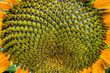 Girasol