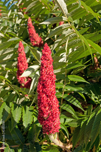 Photo: Essigbaum - Rhus hirta Essigbaum - Rhus hirta