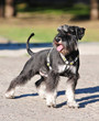 miniature schnauzer