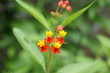 Asclepias curassavica, asclépide de Curaçao
