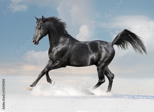 Photo: black arab horse on winter black arab horse on winter