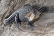 Crocodile