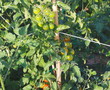 tomatera cereza tomatera cereza