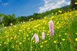 Grass and herbs on the meadow