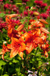 orange tiger lily