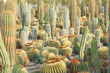 Cactus plantation