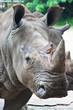 Rhino