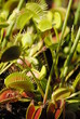 plante carnivore