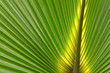 Palmetto Background Palmetto Background