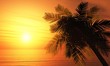 Palme bei Sonnenuntergang Palme bei Sonnenuntergang