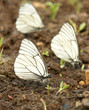 Black-veined white butterflies Black-veined white butterflies