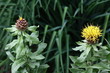 Knospe und Blüte der Großköpfigen Flockenblume