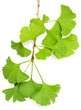 Ginkgozweig mit Wassertropfen