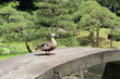 内庭の鴨 (小石川後楽園)