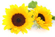 Sonnenblumen