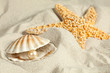 Pearl in seashell