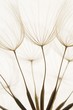canvas print picture - dandelion seeds