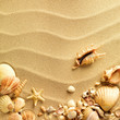 sea shells with sand as background