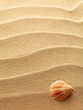 sea shells with sand as background