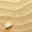 sea shells with sand as background