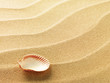 sea shells with sand as background