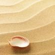 sea shells with sand as background