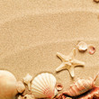 sea shells with sand as background