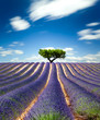 Lavande Provence France / lavender field in Provence, France Lavande Provence France / lavender field in Provence, France