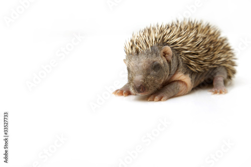 Foto: Small hedgehog Small hedgehog