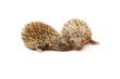 Foto: two hedgehogs two hedgehogs