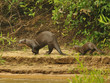 Riesenotter mit Jungtier