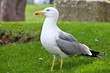 Möwe
