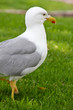 Parkmöwe