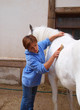 The girl cleans a horse.