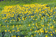 Field of daffodils