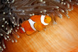 Clownfish