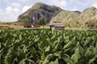 Champs de tabac à Cuba