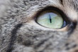Katzenauge